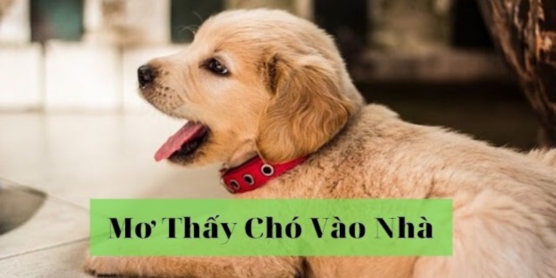 Giải mã chó vào nhà đánh con gì tùy từng tình huống cụ thể