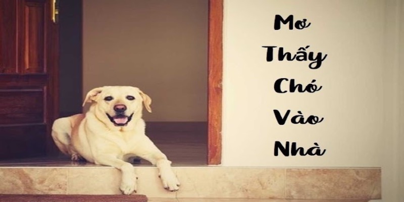 Nằm mơ thấy chó vào nhà thường là điềm báo may mắn